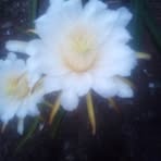 Roderick Julian - Facebook