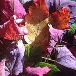 Jillian Simon - @simon.jillian - Instagram