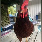 Jillian Stephens - @jillybugsspam - Instagram