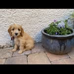 Jillian Stevenson - @briarthecockapoo - Instagram