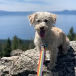 Jillian the Street Dog - @jillian.the.street.dog - Instagram