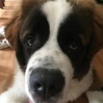 Jillian Swanson - @alpha_wolf1233 - Instagram