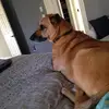 JIMMY🐶🐶🐶🐶 - @jimmy.abbey - TikTok