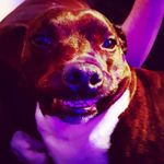 james barham - @jimbobarham - Instagram