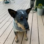 Jim Moose Barrows - @jimmoosebarr - Instagram