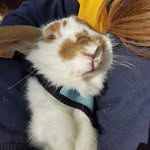 Jim Batchelor - @bokchoylover - Instagram