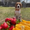 Бигль Бим - @jimbeam_beagle - TikTok