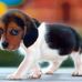 Jim Beagle - Facebook