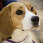 Jim Beagle - @beaglejim - Instagram