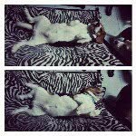@jim_beagle - Instagram
