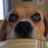 🐶Jim🐶 - @jim_the_beagle - TikTok