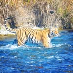 The jim corbett bliss - @jimcorbett_uk - Instagram