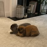Jim + Blue - @jimothy.james.rabbit - Instagram