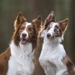 Catching the Sky border collies (& Marley the cocker spaniel) - @jimbordercollie - Instagram