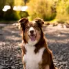 Jim | Border Collie - @jimtherejectcowdog - TikTok