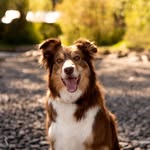 Jim | Border Collie - @jimtherejectcowdog - Instagram
