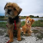 JIM & NINA - @jim_nina_border_chihuahua - Instagram