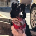Jim - @jim_bordercollie - Instagram
