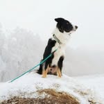 Jim the Border Collie - @jimthebordercolliecz - Instagram