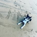 Jim The Border Collie - @jimthebordercollie - Instagram