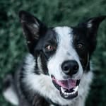 Jim the Border Collie 🐶 - @jimthecollie - Instagram