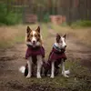 Jimmy & Hauru Border Collies - @jimbordercollie - TikTok