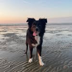 Jimmy - @bordercollie_jim - Instagram