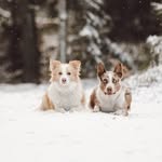 the Chosen One by Heart FCI kennel - @freya.jimmy.bordercollies - Instagram
