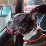 Jim Boston Terrier 🐶 - @jimbostonterrier_ - Instagram