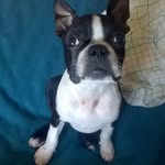 Jimmy - @jimbostonterrier - Instagram