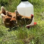 Jim Boynton - @farmnorthfoster - Instagram