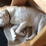 Jim Braden - @sodiedog - Instagram