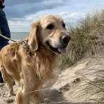 Jimmy Rhyal Briscoe - @jimmyb_goldenretriever - Instagram