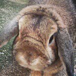 Bunns - @jim_bunny - Instagram