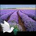 Jim Capps - Facebook