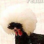 Jim - @jim_bum_cluck - Instagram