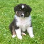 Jim Cuddy - @adognamedcuddy - Instagram