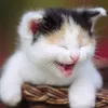 user7586129482486 - @jimcui - TikTok