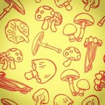 Jimmy Dombrowski - @mushroom_grower_ - Instagram