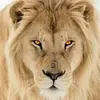 Jaya_Surya - @jim.eischens - TikTok