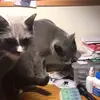 jim fell - @jim.fell0 - TikTok