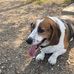 Crp. Jim Galloway Off Leash Area - Facebook