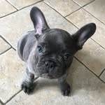 Jim Goodall - @frenchie_jim - Instagram