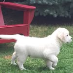 Jim Goodfellow - @jim1dingo - Instagram