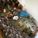 Jack, Henry, King, Jim, Bean, and Merlin Grillo - @grillo_fur_babies - Instagram