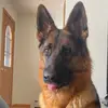 Jim grisham - @jim.grisham4 - TikTok
