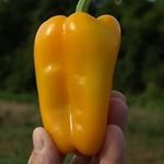 Jim Hankins - @hankinswood62 - Instagram