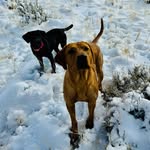 Jim Heath - @apgundogs - Instagram