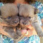 Jim Holley - @jimholleypups - Instagram