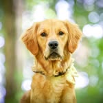jim jams - @jim_jams_the_golden - Instagram